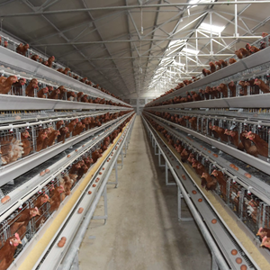 Nổi bật gia cầm tự động lớp gà lồng pin lồng cho gia cầm Gà lớp nuôi đổ - Product Image 1