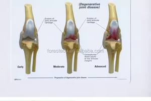 Animal anatómico modelo <span class=keywords><strong>perro</strong></span> cuatro etapas rodilla artritis <span class=keywords><strong>esqueleto</strong></span> modelo <span class=keywords><strong>Esqueleto</strong></span> <span class=keywords><strong>perro</strong></span> rodilla articulación modelo - Product Image 2