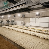 Système d'élevage au sol automatique pour poulets de chair et reproducteurs avec ligne d'alimentation en chaîne pour l'élevage commercial de poulets en Ouzbékistan