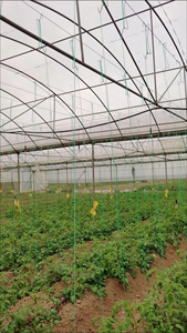 Crochets à tomates Springs de haute qualité, crochets à rouleaux personnalisés pour tomates, crochets doubles pour suspendre les tomates, accessoires de serre - Product Image 3