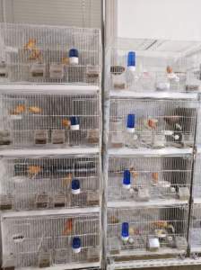 Kanarya, Güvercin, Serçe, Papağan için Büyük Taşınabilir Metal Kuş Kafesi, Lüks Demir Plastik Evcil Hayvan Evi, Sağlam Desenli Kutu Ambalajlı Satılık - Product Image 6