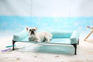 Cómodo colchón elevado para perros con refrigeración impermeable - Product Image 5