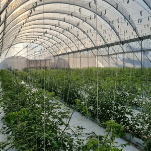Serra a tunnel multispan da 1 ettaro per agricoltura, con sistema di drenaggio per mirtilli e fragole - Product Image 6