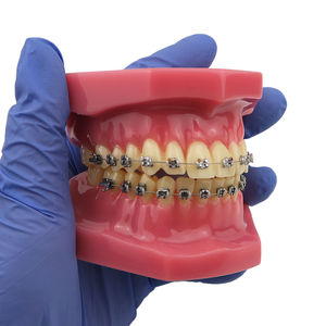 Modelo de Tipodonto Dental de Ortodoncia Smiledental TM-B6-01 con Soportes Metálicos, Ayuda Didáctica de Resina para Entrenamiento Oral - Product Image 2