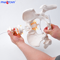 Modèle de bassin articulé grandeur nature en PVC, outil éducatif d'anatomie squelettique, os pelvien flexible avec fémur et vertèbres lombaires