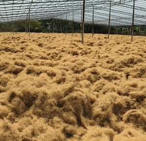 Fibra de Coco Premium Marrón Dorado en Pacas de 100 kg, Materia Prima Natural Ecológica para Relleno de Colchones y Sofás, Uso en Horticultura y Manualidades - Product Image 1