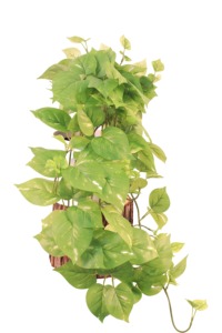 Vente en gros de plantes artificielles en <span class=keywords><strong>pot</strong></span> suspendues, fausses plantes de <span class=keywords><strong>lierre</strong></span> en pots, petites plantes d'intérieur pour la décoration de la maison - Product Image 6