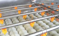 Parallelle borstelrol wasmachine voor tomaten, courgettes, komkommers, aubergines, aardappelen en wortelen.