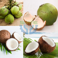 Machine automatique pour défibreur de noix de coco, machine à couper les noix de coco fraîches vertes, machine à couper les noix de coco jeunes en deux moitiés