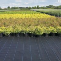 Toile anti-mauvaises herbes en PP tissé, tapis de protection pour jardin, aménagement paysager, couverture de sol, verger, serre
