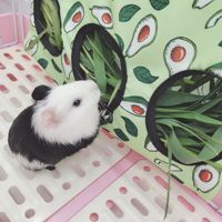 Mangeoire de stockage de distributeur de foin de lapin suspendu pour lapins cochons d'inde Hamsters Chinchillas bols pour animaux de compagnie et sac de mangeoires