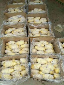 Haute qualité nouvelle récolte chine exportation hollande frais graines <span class=keywords><strong>de</strong></span> <span class=keywords><strong>pomme</strong></span> <span class=keywords><strong>de</strong></span> <span class=keywords><strong>terre</strong></span>/graines prix <span class=keywords><strong>à</strong></span> vendre - Product Image 6