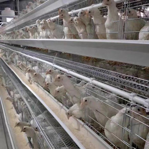 เล้าไก่แบตเตอรี่อัตโนมัติสำหรับไก่ไข่อุปกรณ์ฟาร์มสัตว์ปีกสำหรับไนจีเรียเคนยาหนูตะเภาฟาร์มสภาพใหม่ - Product Image 4