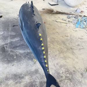 Forma personalizada para colgar en la pared decoración arte diseño resina tiburón atún <span class=keywords><strong>Pez</strong></span> <span class=keywords><strong>espada</strong></span> escultura para decoración de mariscos - Product Image 4