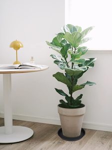 Platillo de plantas negro, maceta grande pesada, bandejas de plantas de plástico más gruesas duraderas para interiores y exteriores, bandejas de goteo para platillos de plantas - Product Image 3