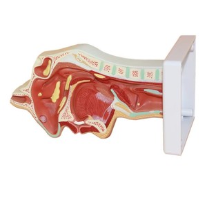 Modelo Anatómico de Oído, <span class=keywords><strong>Nariz</strong></span> <span class=keywords><strong>y</strong></span> <span class=keywords><strong>Garganta</strong></span>, Modelo de la Estructura Nasal Humana - Product Image 3