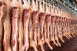 Macchina per uccidere il macello di suini per macellazione di suini per macellazione umana per l'attrezzatura del macello di <span class=keywords><strong>maiale</strong></span> - Product Image 6