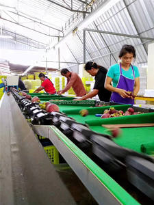 Machine de tri et de calibrage automatique des avocats à bon prix, trieuse-pesatrice automatique pour fruits frais (maracuja, grenade) à vendre - Product Image 6
