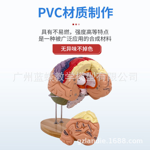 Modelo de cerebro, modelo de áreas funcionales del cerebro codificadas por colores, modelo anatómico del cerebro humano, estructura de las arterias cerebrales humanas - Product Image 4
