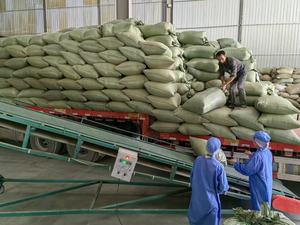 中国製オーガニック紅茶Lapsang Souchong赤中国茶kgアラビア - Product Image 6