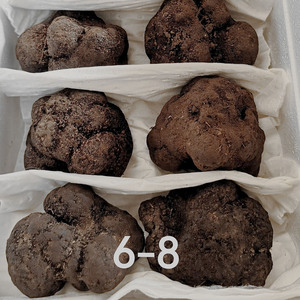 Tartufo Nero di Lusso 100% Naturale dello Yunnan all'Ingrosso in Vendita - Product Image 4