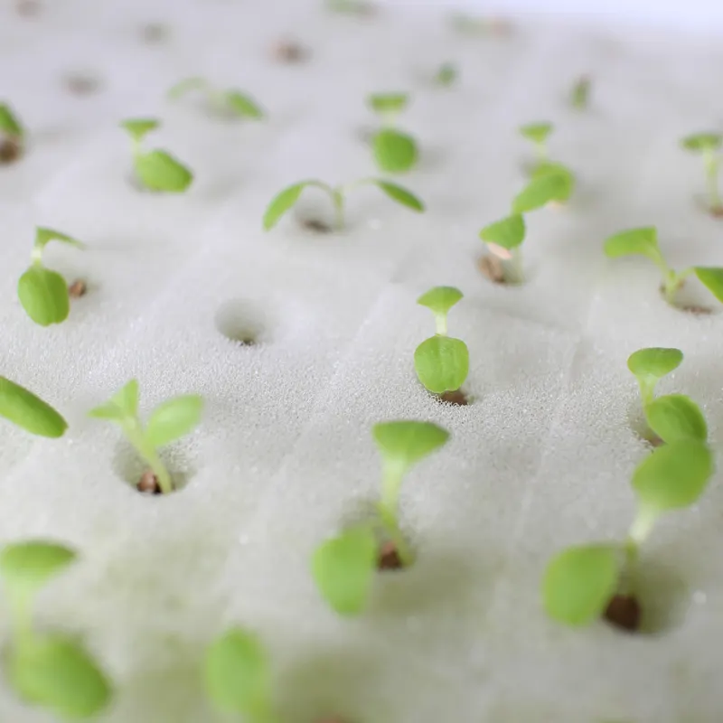 Agricole De Culture Hydroponique Nutriments Systèmes Légumes éponge la germination des graines