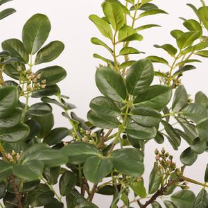 Rama de Hojas de Breynia Nivosa Artificial de Alta Calidad al por Mayor, Planta Artificial Realista para Arreglos Florales, Decoración del Hogar y Eventos - Product Image 4