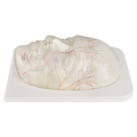 Maniquí de PVC para Entrenamiento de Inyecciones Faciales, Modelo de Cabeza para Esteticistas, Enseñanza de Inyecciones Faciales, Modelo Anatómico CP.KC.0588 CN SIC