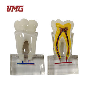 แบบจำลอง<span class=keywords><strong>ฟัน</strong></span><span class=keywords><strong>ฟัน</strong></span>กรามที่มีเส้นประสาท6ครั้ง - Product Image 5