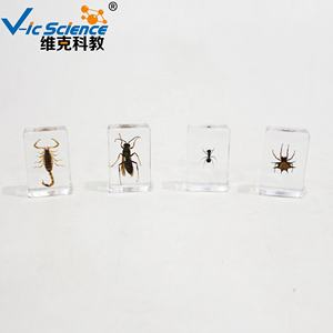 Ressource pédagogique de spécimen d'insecte de mosaïque de résine pour l'éducation de <span class=keywords><strong>biologie</strong></span> et la collection de spécimens d'animaux - Product Image 2