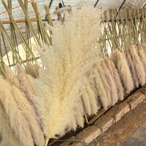 <span class=keywords><strong>Grande</strong></span> Herbe <span class=keywords><strong>de</strong></span> la <span class=keywords><strong>Pampa</strong></span> Naturelle et Volumineuse, 2-4 pieds, Fleurs Séchées pour Décoration Intérieure, Décoration Bohème, Arche <span class=keywords><strong>de</strong></span> Mariage, Composition Florale, Bouquet <span class=keywords><strong>de</strong></span> Pampas - Product Image 2