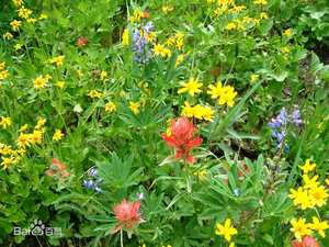 Suplemen alami <span class=keywords><strong>Arnica</strong></span> Montana bubuk <span class=keywords><strong>Arnica</strong></span> Montana bubuk ekstrak bunga - Product Image 5