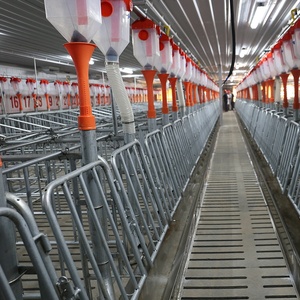 Nuevo Jaula <span class=keywords><strong>de</strong></span> Gestación para Cerdas Galvanizada en Caliente con Comedero y Bebedero <span class=keywords><strong>de</strong></span> Acero Inoxidable para Cría <span class=keywords><strong>de</strong></span> Cerdos a Gran Escala - Product Image 3