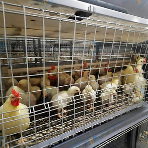 Satılık hayvan kanatlı hayvancılık ekipmanları Broiler tavuk kafesi - Product Image 3