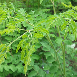 <span class=keywords><strong>Poudre</strong></span> de <span class=keywords><strong>Moringa</strong></span> Hyperanthera Naturelle et <span class=keywords><strong>Poudre</strong></span> de Cassia Fistulosa Certifiées GMP et Casher, Conditionnées sous Vide en Fût, Qualité Alimentaire, Marque Xin Sheng - Product Image 3