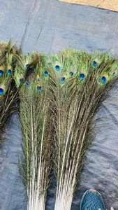 Premium Raw Peacock <b>Feathers</b> for Fashion Design Party Wedding Decor Stage Performance Home Decor Creative DIY Projects Soraj - Product Image 6