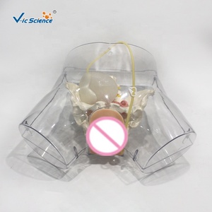 Modèle d'entraînement à la cathétérisme féminin en PVC écologique, structure de l'urètre et de la vessie pour l'enseignement des opérations de cathétérisme en soins infirmiers CE/ISO/ROHS/CNAS - Product Image 5