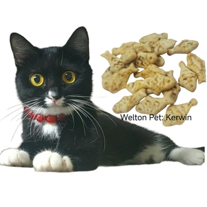 Venta al por mayor de alimentos para mascotas, fabricación de galletas crujientes de hierba gatera, golosinas dentales para gatos, golosinas para aperitivos con sabor a salmón, galletas para mascotas para gatos - Product Image 1