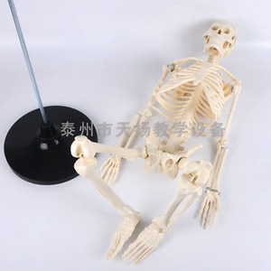 Modelo de Esqueleto Humano de 85 cm, Modelo de Anatomía Humana, Equipo para Experimentos Biológicos, Modelo de Enseñanza Médica al por Mayor - Product Image 1