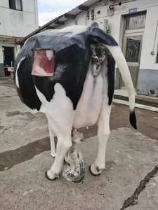 Modèle d'entraînement à l'insémination artificielle anatomique scientifique médicale Gelsonlab HSBM-534 pour bovins - Product Image 3