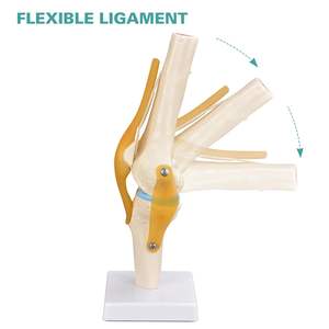 Modelo Anatómico <span class=keywords><strong>de</strong></span> <span class=keywords><strong>Rodilla</strong></span> a Tamaño Real para <span class=keywords><strong>la</strong></span> Enseñanza <span class=keywords><strong>de</strong></span> Anatomía Médica, Modelo Anatómico para <span class=keywords><strong>la</strong></span> Enseñanza - Product Image 1