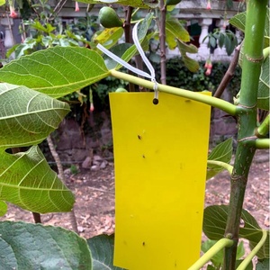 Piège adhésif imperméable de 7,88 x 3,94 pouces pour la ferme, plaque de colle double face pour insectes, pour mouches des fruits/mouches blanches/thrips - Product Image 3