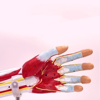 Modelo de Anatomía de Músculos, Vasos Sanguíneos y Nervios de Extremidades Superiores e Inferiores, Brazo y Pierna, Material PET para Escuelas y Hospitales
