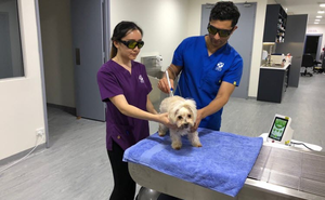 Fysiotherapie Medische Gebruik Pijn Verlichten Dier Draagbare <span class=keywords><strong>Ultrasound</strong></span> Machine Prijs Van Gazelaser Medische - Product Image 6