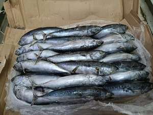 Nouveau thon bonite entier congelé, thon skipjack congelé, en vente, fruits de mer chinois - Product Image 6