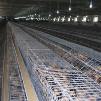 Cage de couvaison pour poussins en batterie avec machine d'alimentation automatique pour l'Érythrée