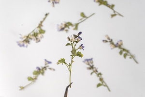 Clochette canterrie naturelle avec Branches, artisanat à faire soi-même, plante naturelle, <span class=keywords><strong>fleur</strong></span> pressé, écologique - Product Image 4