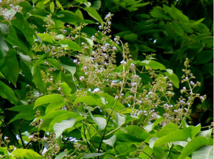 <span class=keywords><strong>Huile</strong></span> <span class=keywords><strong>essentielle</strong></span> de feuille 100% pure et originale 10ml <span class=keywords><strong>Huile</strong></span> de Vitex pour apaiser l'esprit Soins du visage Diffuseurs pour créer un environnement aromatique - Product Image 2