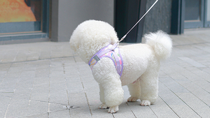 Cute Print <b>Dog</b> <b>Harness</b> Adjustable Buckle Closure <b>Small</b> Breed Polyester Style for <b>Dogs</b> - Product Image 6