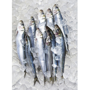 Sardinas Congeladas de Alta Calidad, Enteras y Redondas, Sardinella Aurita, 12-16 16-20 Piezas/kg, BQF, Precio al por Mayor - Product Image 2